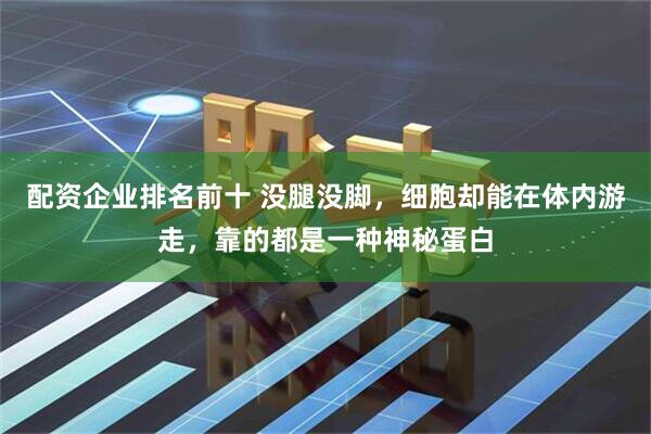 配资企业排名前十 没腿没脚，细胞却能在体内游走，靠的都是一种神秘蛋白