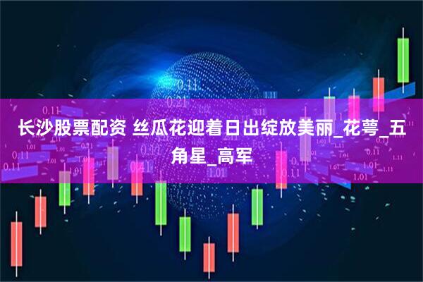 长沙股票配资 丝瓜花迎着日出绽放美丽_花萼_五角星_高军